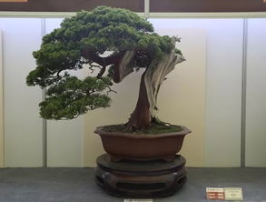 中國爵，盆景金銀獎回看 伏櫪之志永存